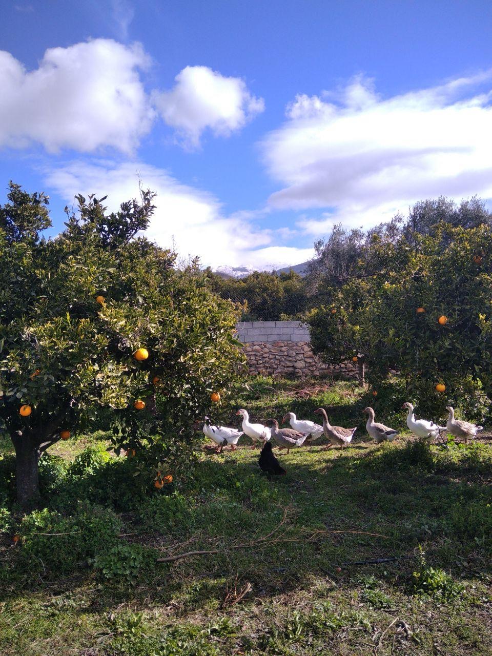 Gjess mellom appelsintrærne i Málaga